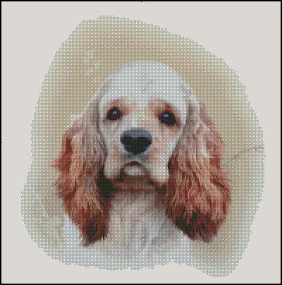 (image for) American Cocker Spaniel